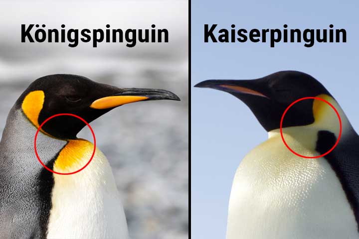 Unterschied Königspinguin Kaiserpinguin