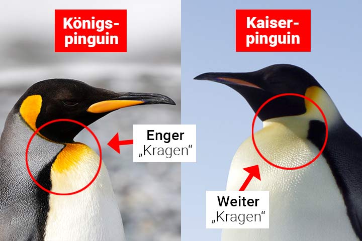 Unterschied Königspinguin Kaiserpinguin