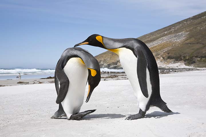 Königspinguine beim Balzritual