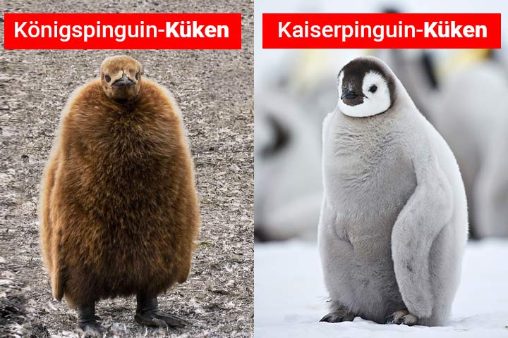 Königspinguin-Küken (links) und Kaiserpinguin-Küken (rechts)
