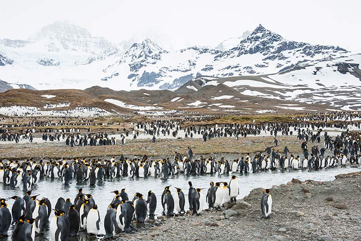Königspinguine bilden große Kolonien