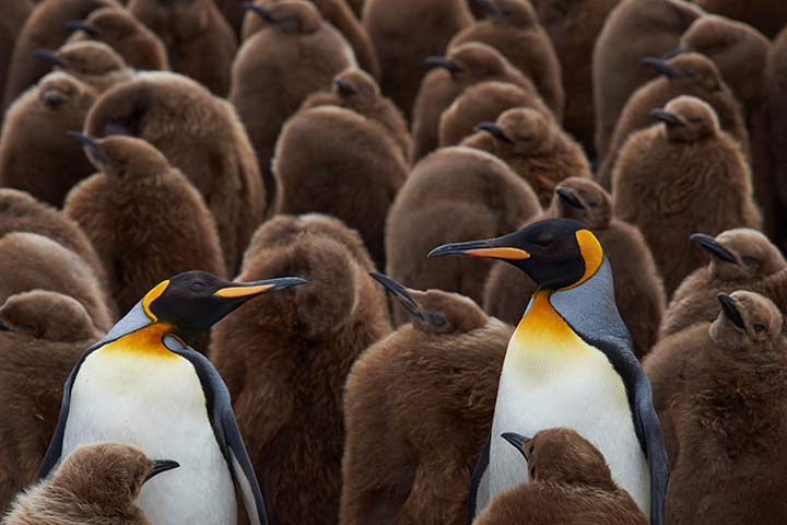 Königspinguine - Küken mit zwei erwachsenen Tieren