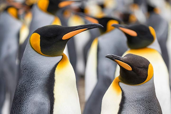 Königspinguine