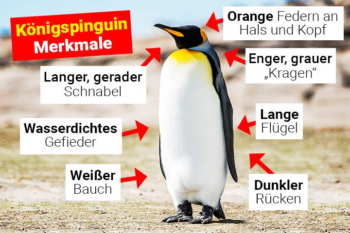 Königspinguin Merkmale