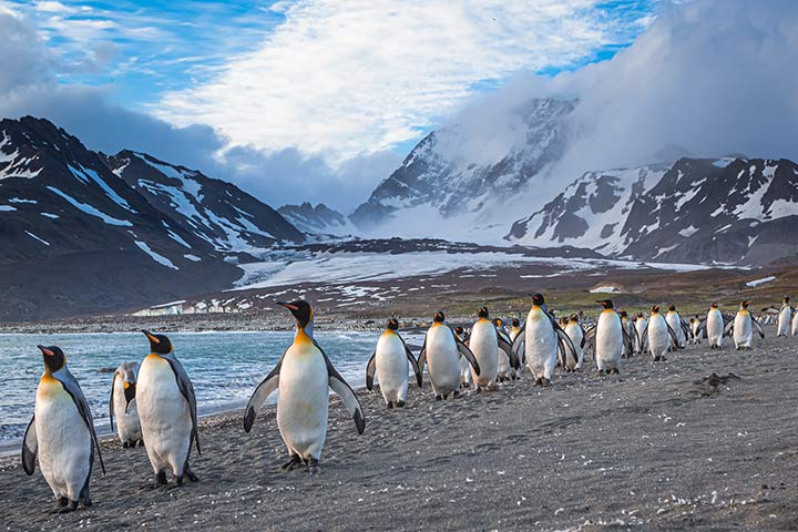 Königspinguine am Strand auf Südgeorgien