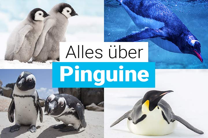 Alles über Pinguine