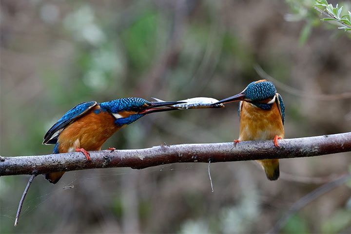 Eisvogel