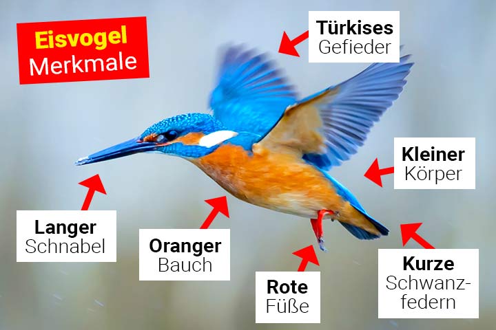 Eisvogel Körperbau und Aussehen