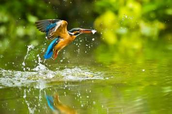 Eisvogel fisch l