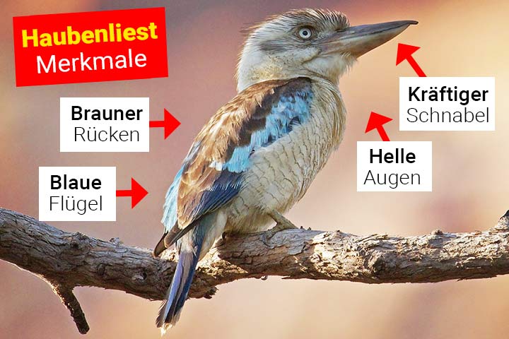 Haubenliest Aussehen und Körperbau