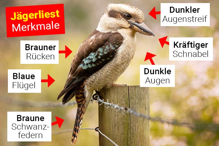 Jägerliest Körperbau und Aussehen