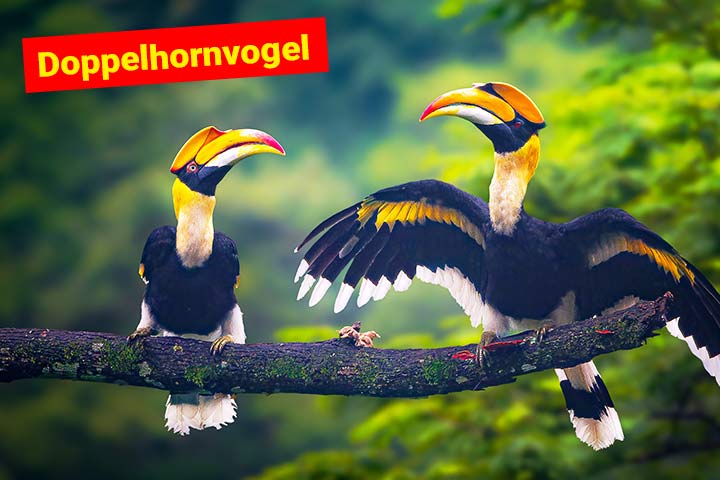 Zwei Doppelhornvögel im tropischen Regenwald
