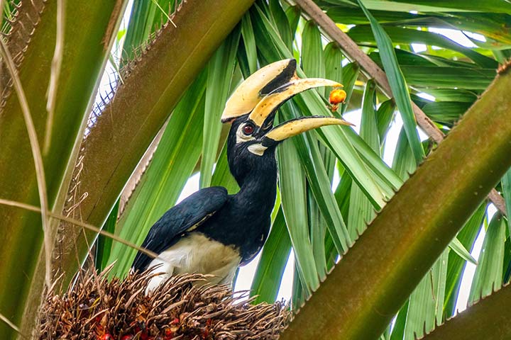 Ein Nashornvogel hat mit seinem großen Schnabel eine Frucht von einem Baum gepflückt