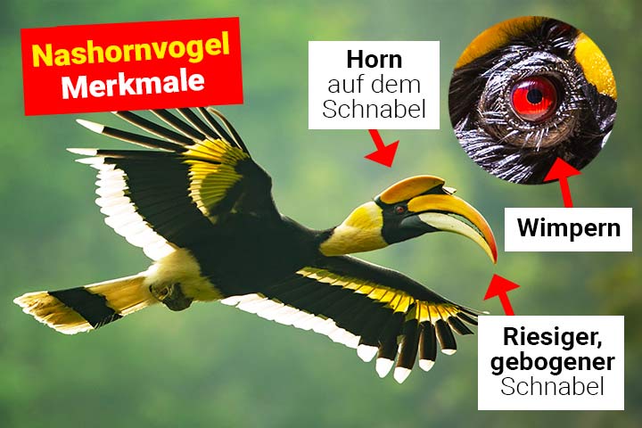 Nashornvogel Körperbau und Aussehen