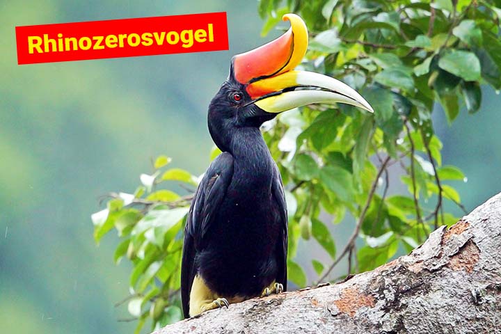 Der Rhinozerosvogel ist ein Nashornvogel mit einem besonders großen Höcker auf dem Schnabel (auch Horn genannt)
