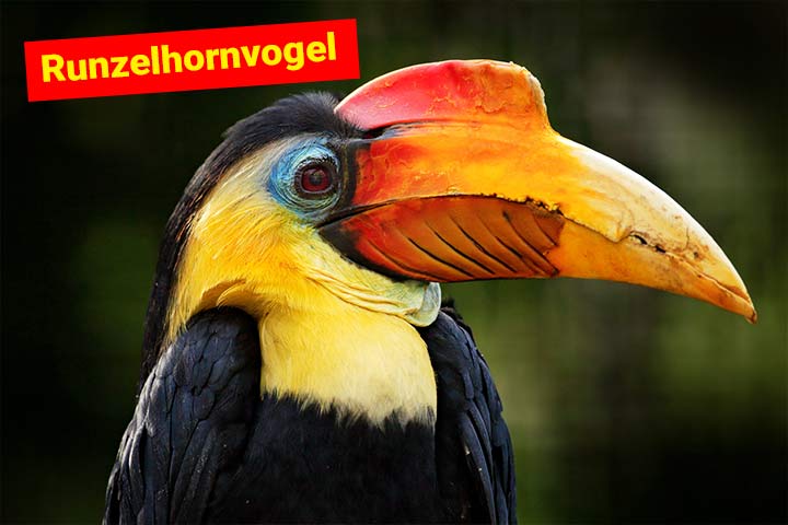 Der Runzelhornvogel ist ein Nashornvogel mit einem knallig roten Schnabel
