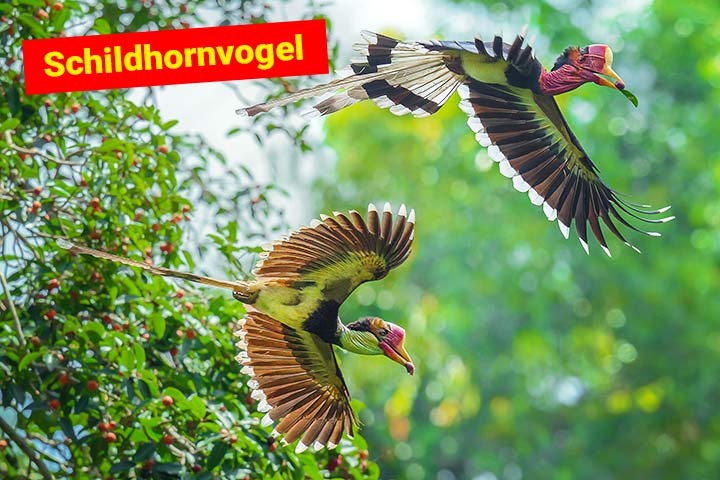 Schildhornvögel sind Nashornvögel. Sie werden auch Schildschnabel genannt
