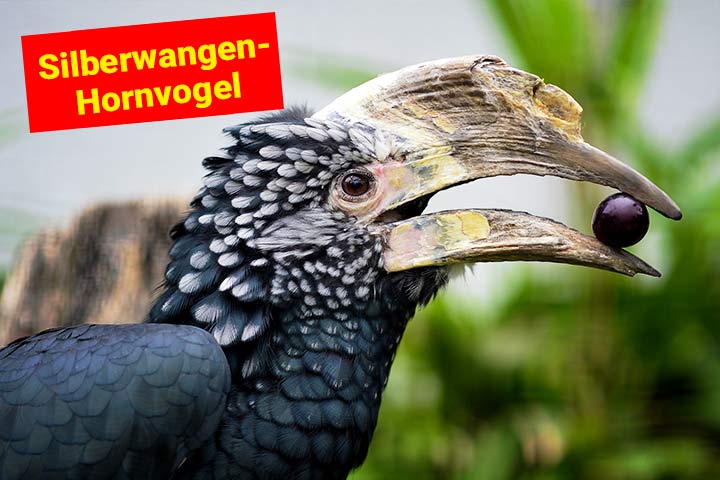 Der Silberwangenhornvogel ist ein Nashornvogel mit schwarzem Gefieder und hellen Gesichtsfedern
