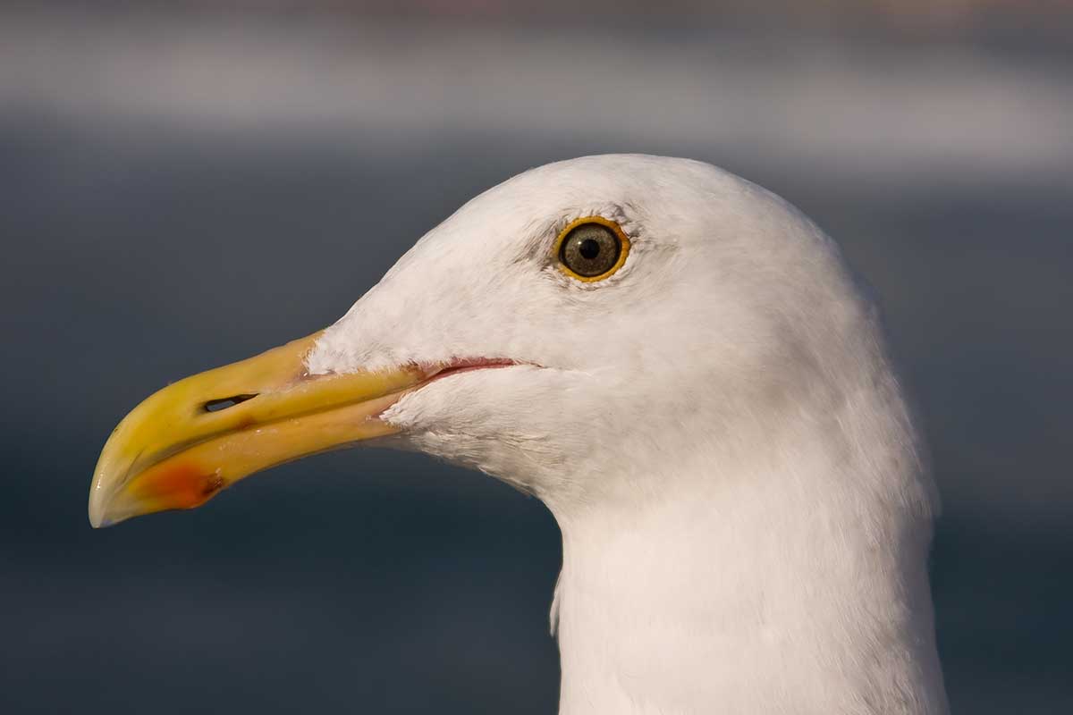 Möwe