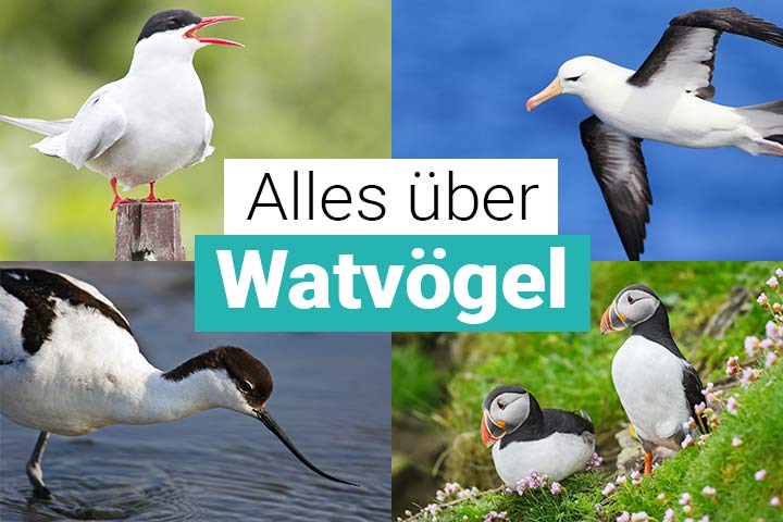 Alles über Watvögel