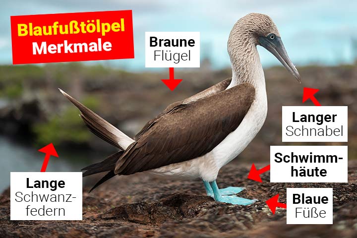 Blaufußtölpel Körperbau und Aussehen