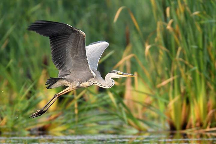 Graureiher im Flug
