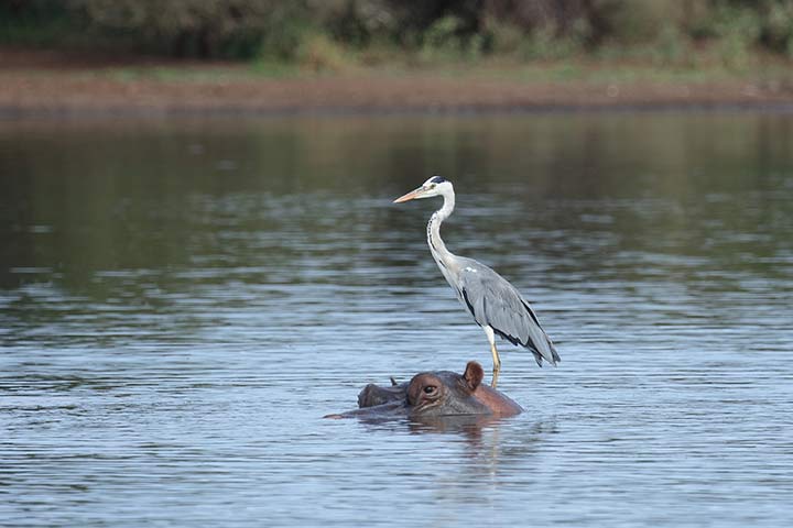 Graureiher auf einem Flusspferd in Afrika 