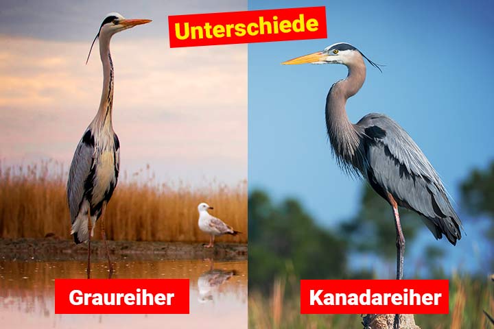 Graureiher oder Kanadareiher – Wo ist der Unterschied?