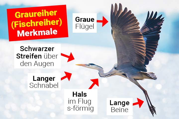 Graureiher Merkmale