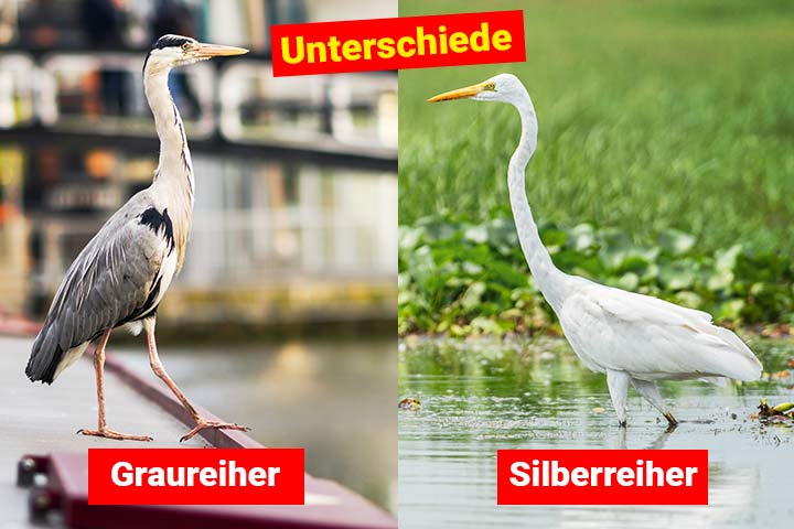 Graureiher oder Silberreiher – Wo ist der Unterschied?