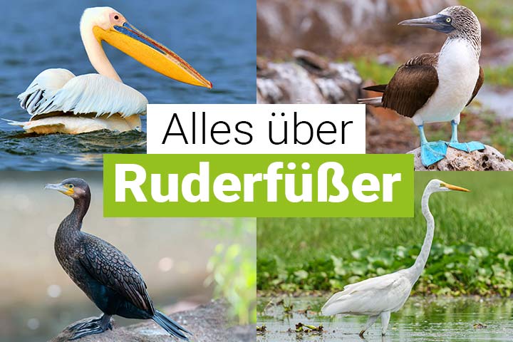 Alles über Ruderfüßer