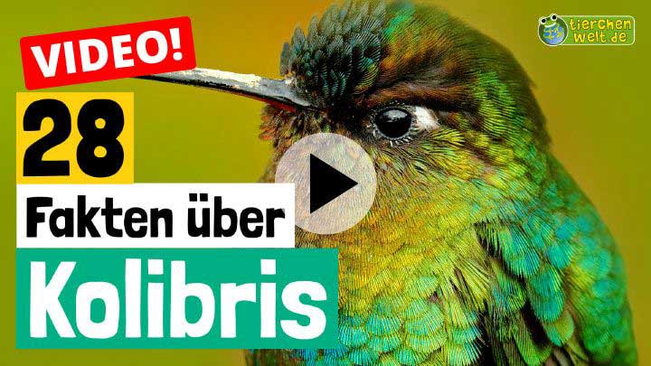 Video Kolibris