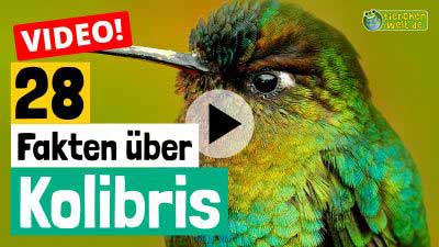Video Kolibri