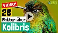 Video Kolibri