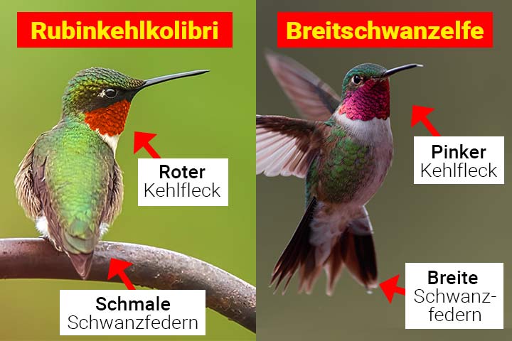 Breitschwanzelfe oder Rubinkehlkolibri - Wo ist der Unterschied?