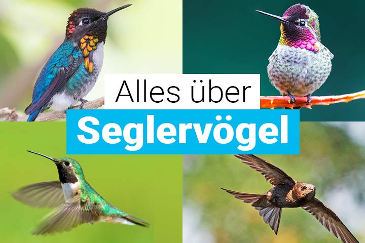 Alles über Seglervögel