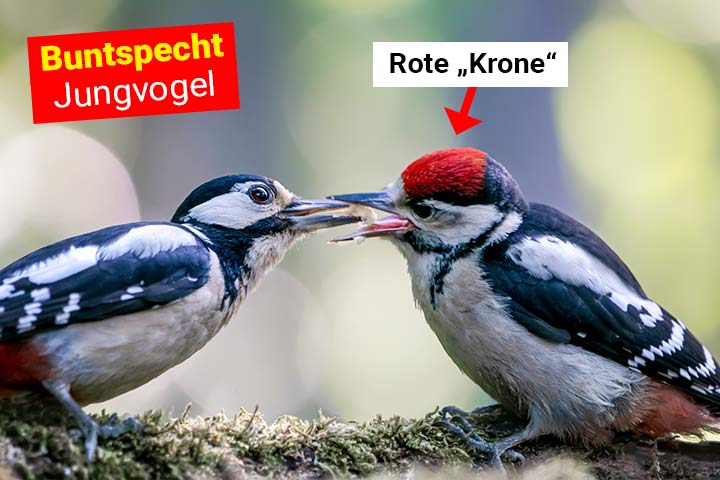 Buntspecht Mama mit Jungvogel