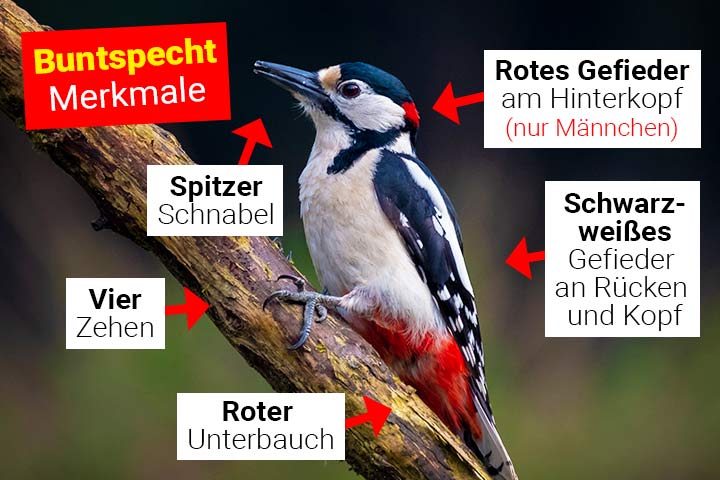 Buntspecht Körperbau und Aussehen