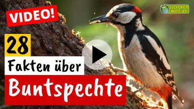 Video Buntspecht