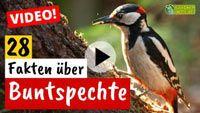 Video Buntspecht