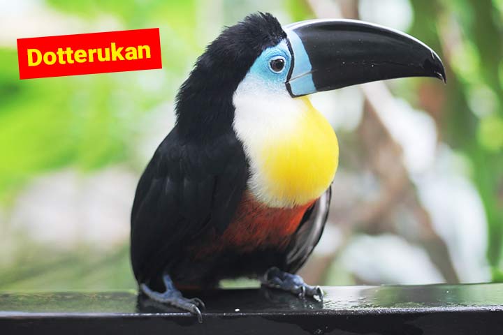 Dottertukan