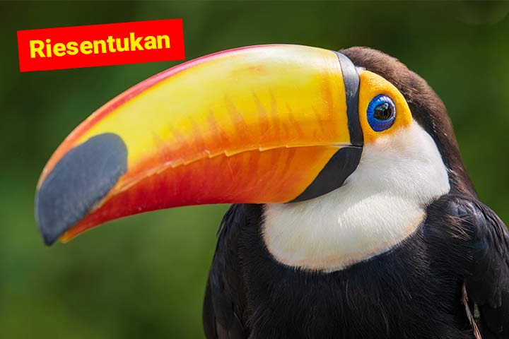 Riesentukan