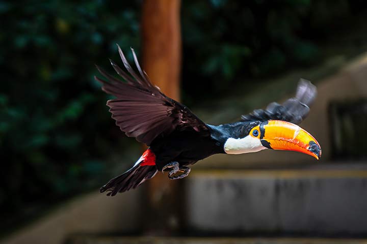 Tukane können fliegen, machen es aber eher selten