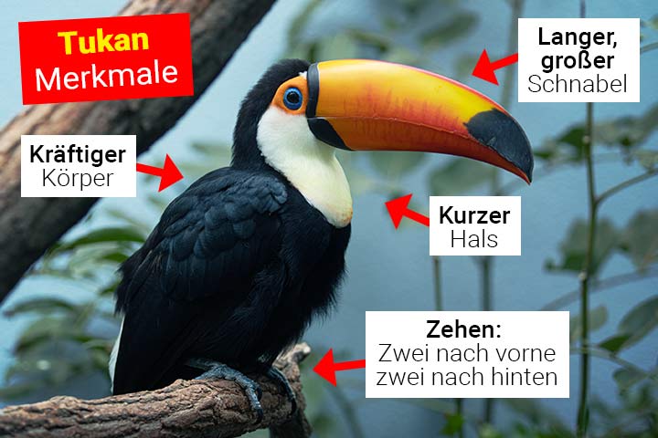 Tukan Körperbau und Aussehen