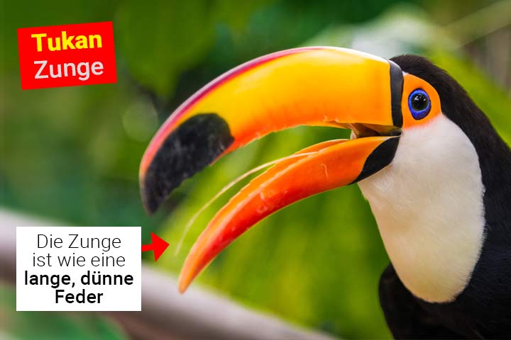 Die Zunge eines Tukans sieht aus wie eine lange, schmale Feder