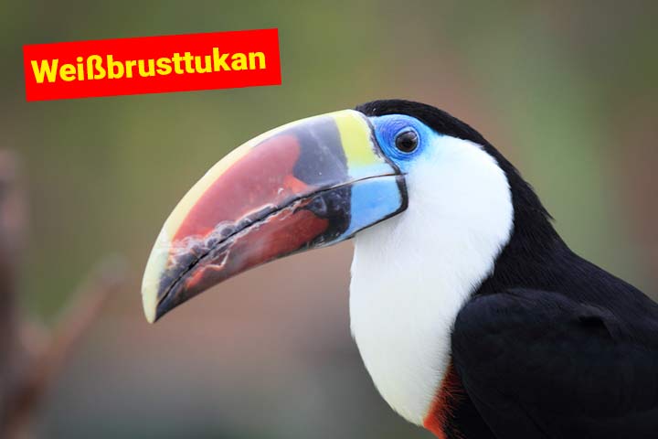Weißbrusttukan