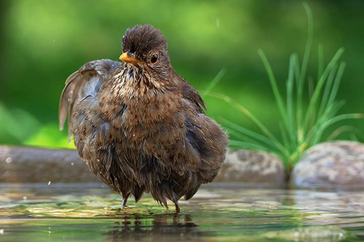 Amsel