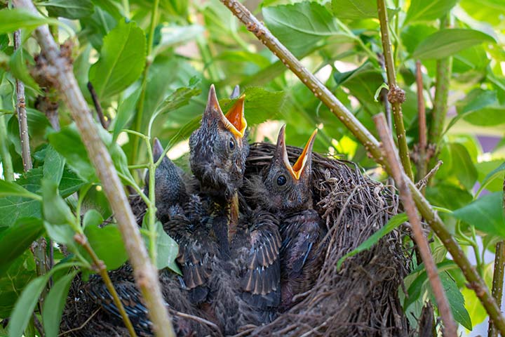 Amsel