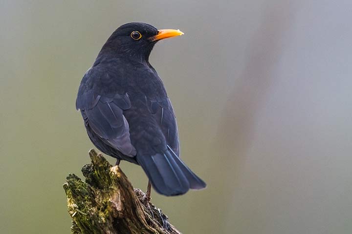 Amsel