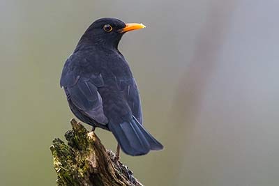 Amsel